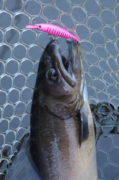 小菅トラウトガーデン 釣果