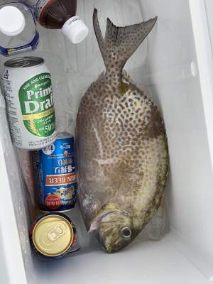 本部釣りイカダ 釣果