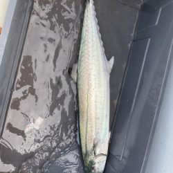 海龍丸(福岡) 釣果