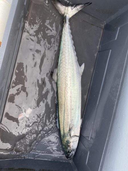 海龍丸(福岡) 釣果