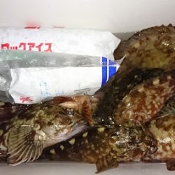 ルアー船マヒマヒ 釣果