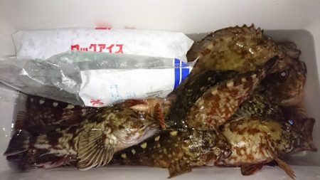ルアー船マヒマヒ 釣果