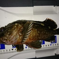 ルアー船マヒマヒ 釣果