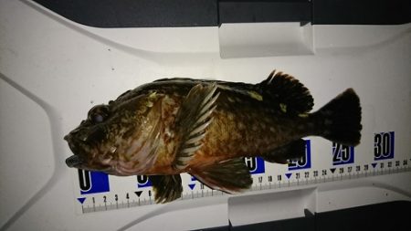 ルアー船マヒマヒ 釣果