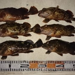 ルアー船マヒマヒ 釣果