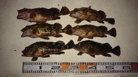 ルアー船マヒマヒ 釣果