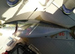 愛裕南丸 釣果