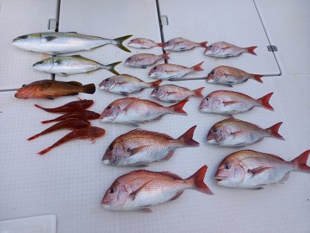 フィッシングボートACE（エース） 釣果