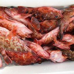 松本釣船２ 釣果