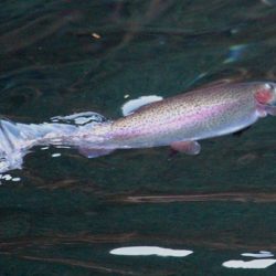 小菅トラウトガーデン 釣果