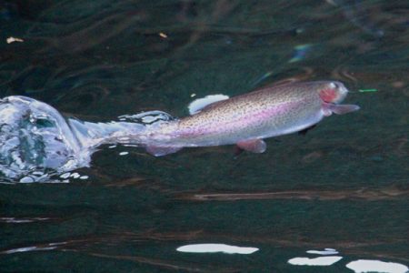 小菅トラウトガーデン 釣果