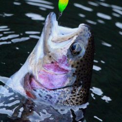 小菅トラウトガーデン 釣果