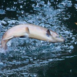 小菅トラウトガーデン 釣果