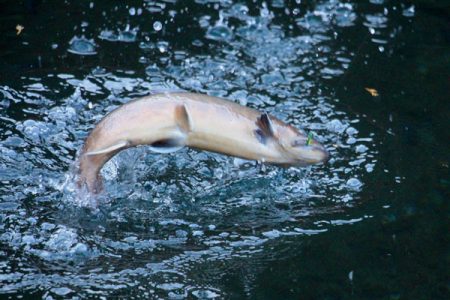 小菅トラウトガーデン 釣果