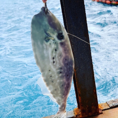 本部釣りイカダ 釣果