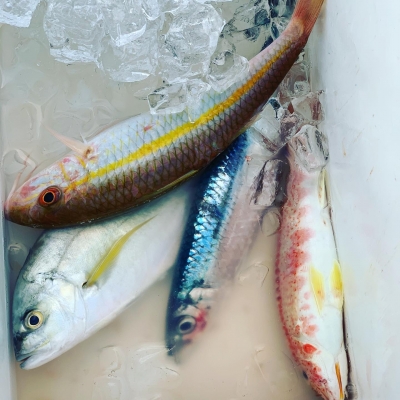 本部釣りイカダ 釣果