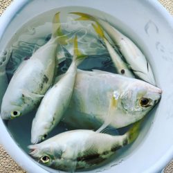 本部釣りイカダ 釣果