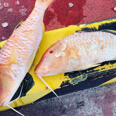 本部釣りイカダ 釣果