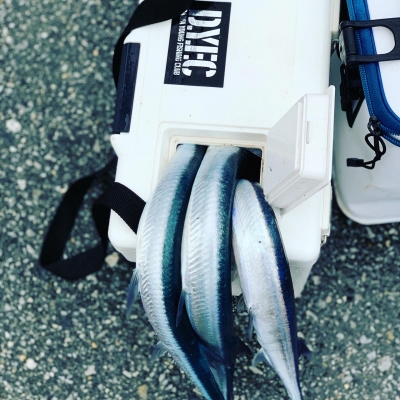 本部釣りイカダ 釣果