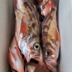 モンロー号 釣果