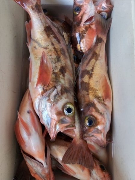 モンロー号 釣果