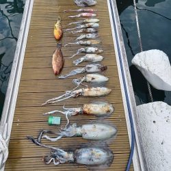 フィッシングボートACE(エース) 釣果