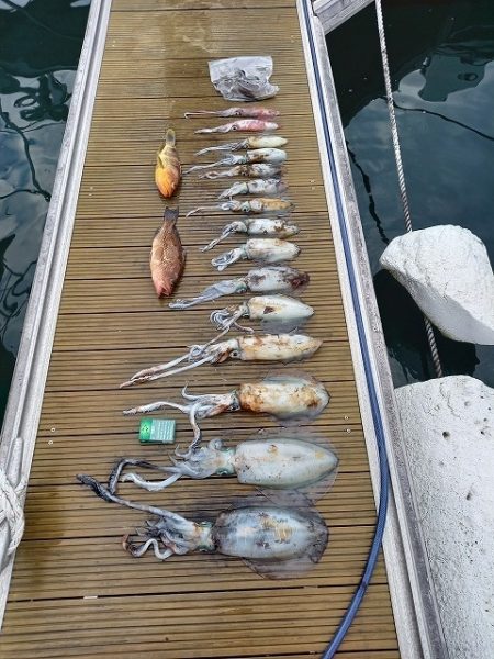 フィッシングボートACE(エース) 釣果