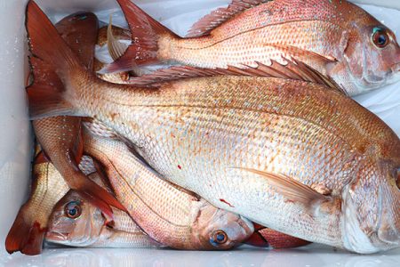 松本釣船２ 釣果