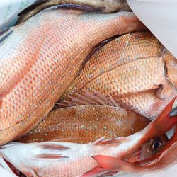 松本釣船２ 釣果