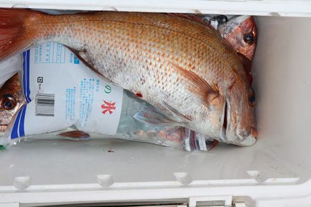 松本釣船２ 釣果