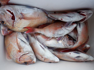 遊漁船 幸友丸 釣果