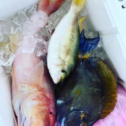 本部釣りイカダ 釣果