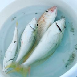 本部釣りイカダ 釣果