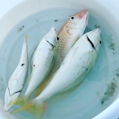 本部釣りイカダ 釣果