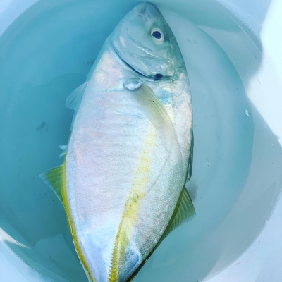 本部釣りイカダ 釣果