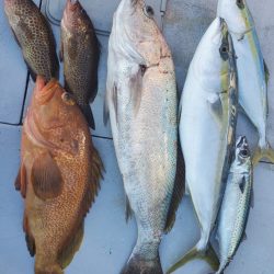 ブルーピア 釣果