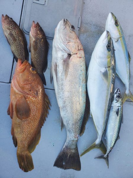 ブルーピア 釣果