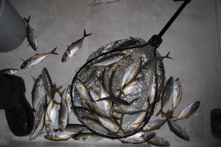 ルアー船マヒマヒ 釣果