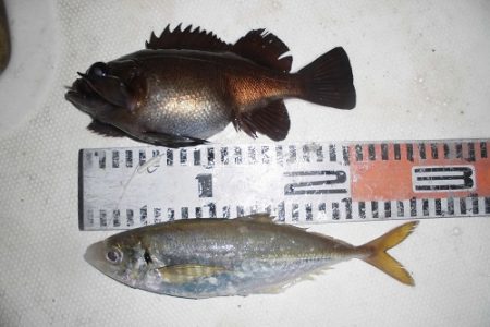 ルアー船マヒマヒ 釣果