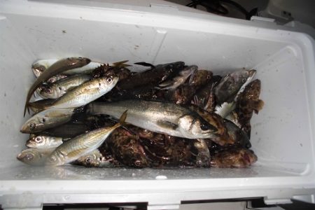 ルアー船マヒマヒ 釣果