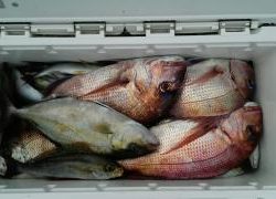 長栄丸(静岡) 釣果