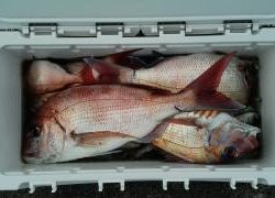 長栄丸(静岡) 釣果