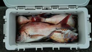 長栄丸(静岡) 釣果