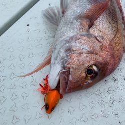 マタウマリンサービス 釣果