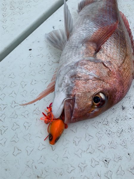 マタウマリンサービス 釣果