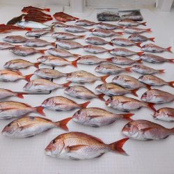 フィッシングボートACE(エース) 釣果