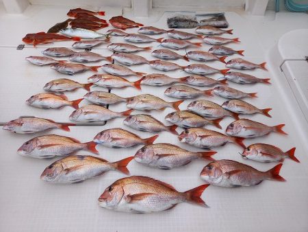 フィッシングボートACE（エース） 釣果