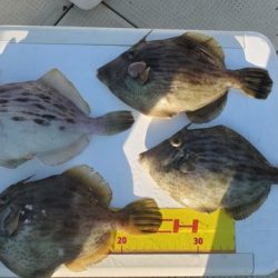 遊漁船 ニライカナイ 釣果