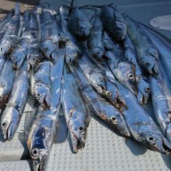 遊漁船 家入 釣果