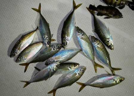 TOPGUN名古屋 釣果